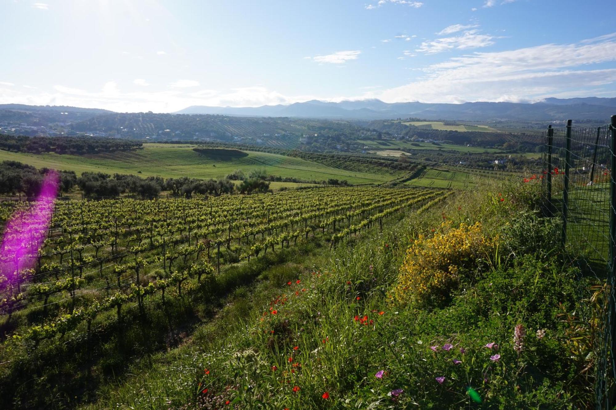 Bodegas Morosanto Lägenhet La Cimada Exteriör bild